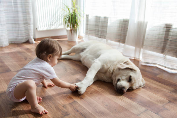 Dog and kid playing on floor | Webb Carpet Company